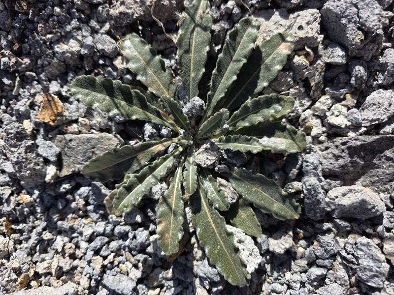 Mentzelia laevicaulis var. laevicaulis photo 7