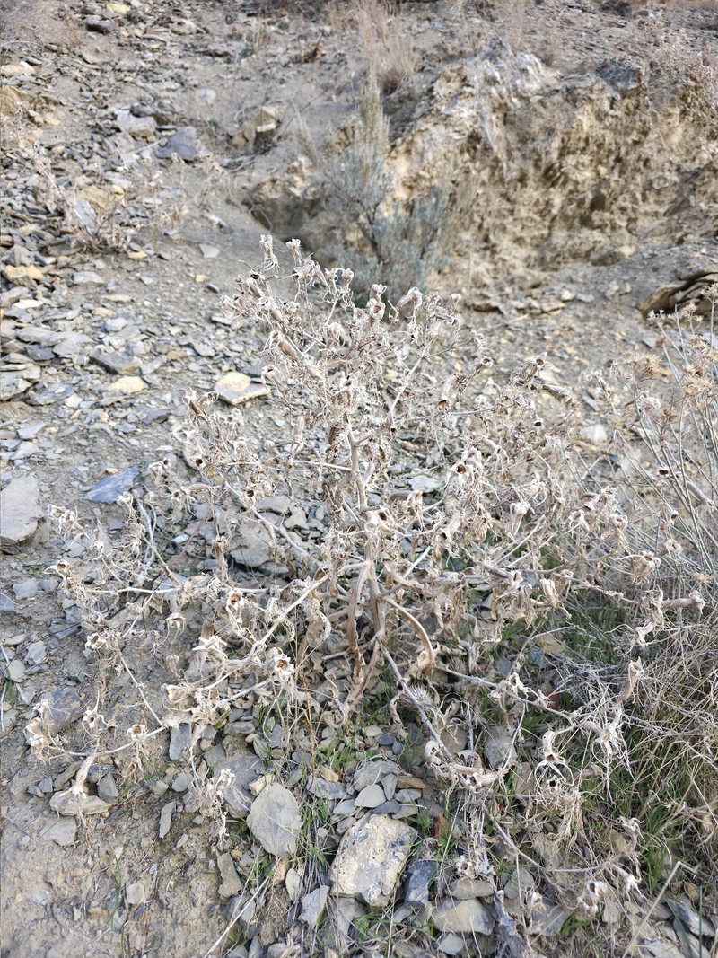 Mentzelia laevicaulis var. laevicaulis photo 8