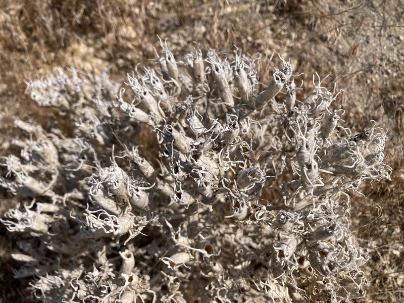 Mentzelia laevicaulis var. parviflora