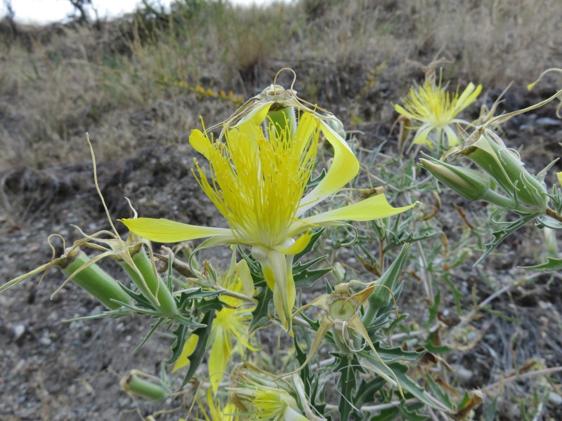 Mentzelia laevicaulis var. parviflora photo 2