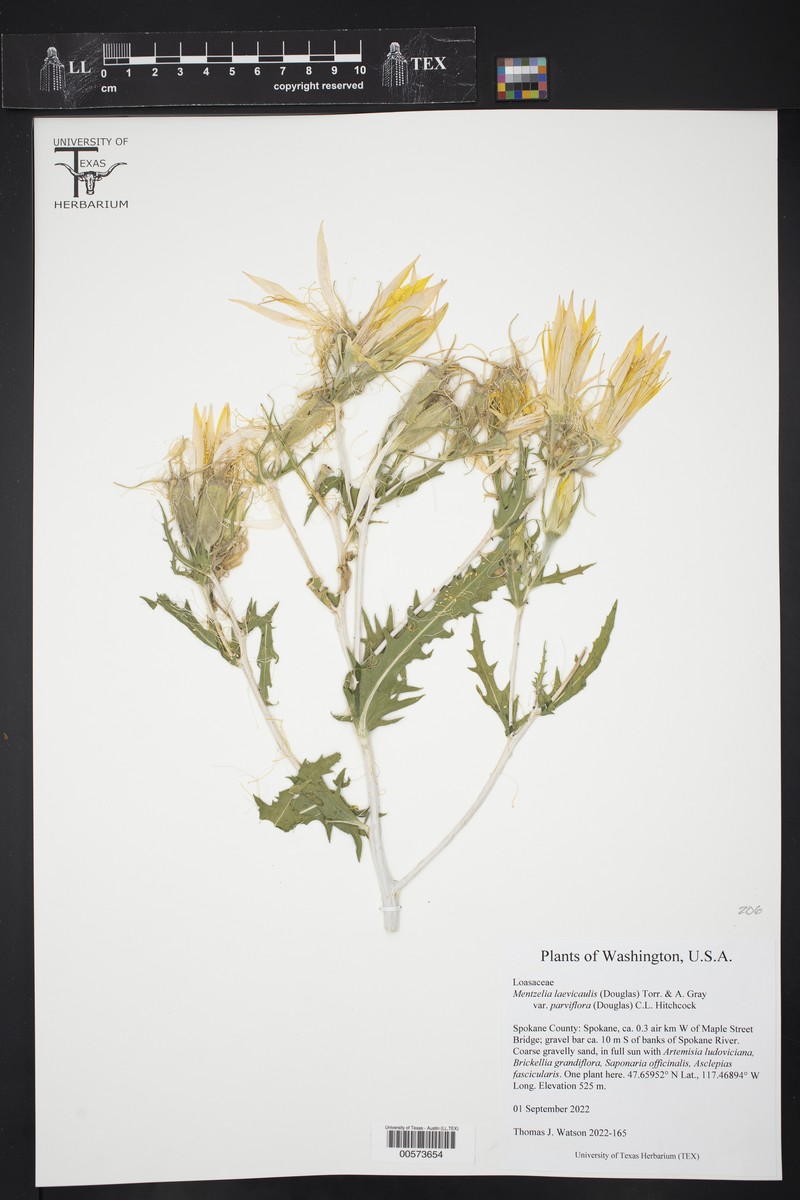 Mentzelia laevicaulis var. parviflora photo 3