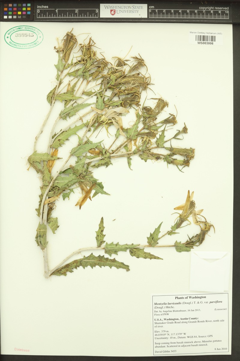 Mentzelia laevicaulis var. parviflora photo 4