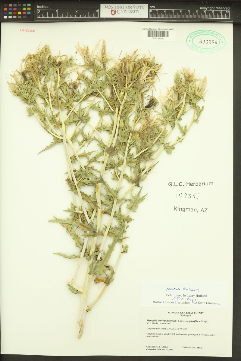 Mentzelia laevicaulis var. parviflora photo 5