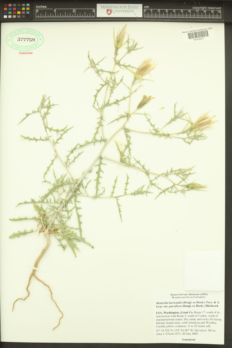 Mentzelia laevicaulis var. parviflora photo 6