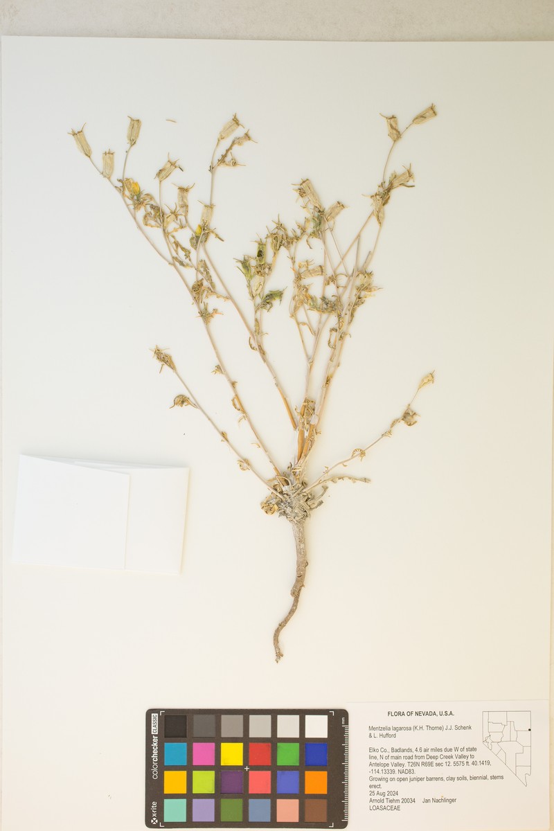 Mentzelia lagarosa