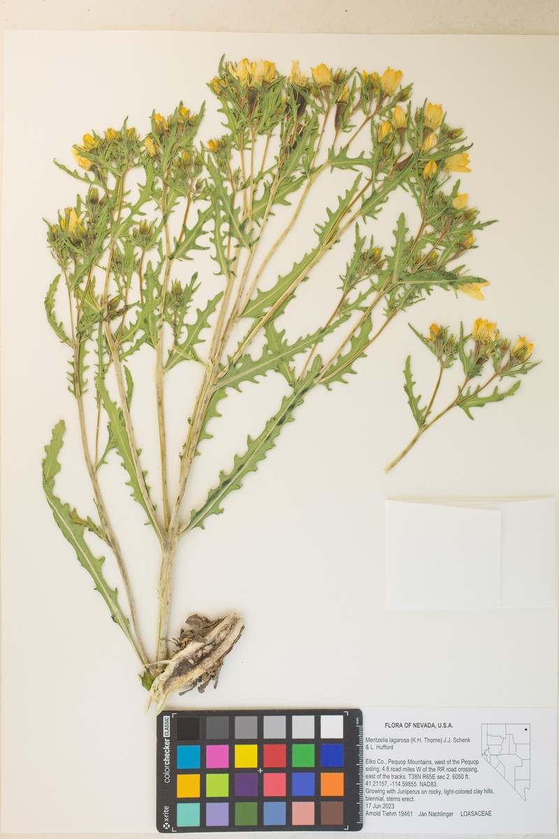 Mentzelia lagarosa photo 2