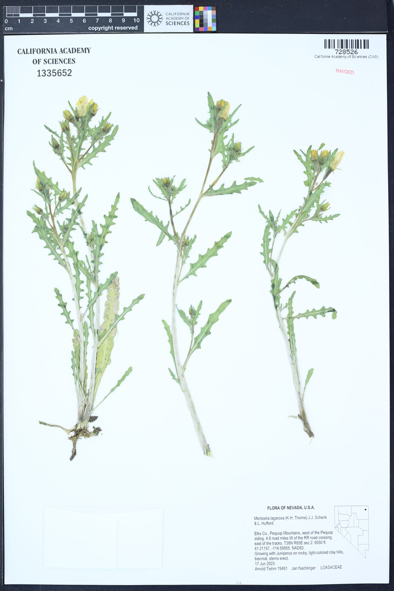 Mentzelia lagarosa photo 3