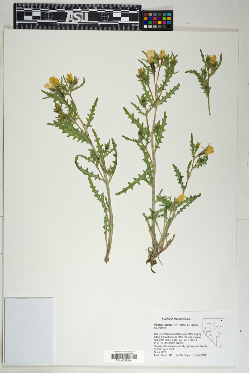 Mentzelia lagarosa photo 4