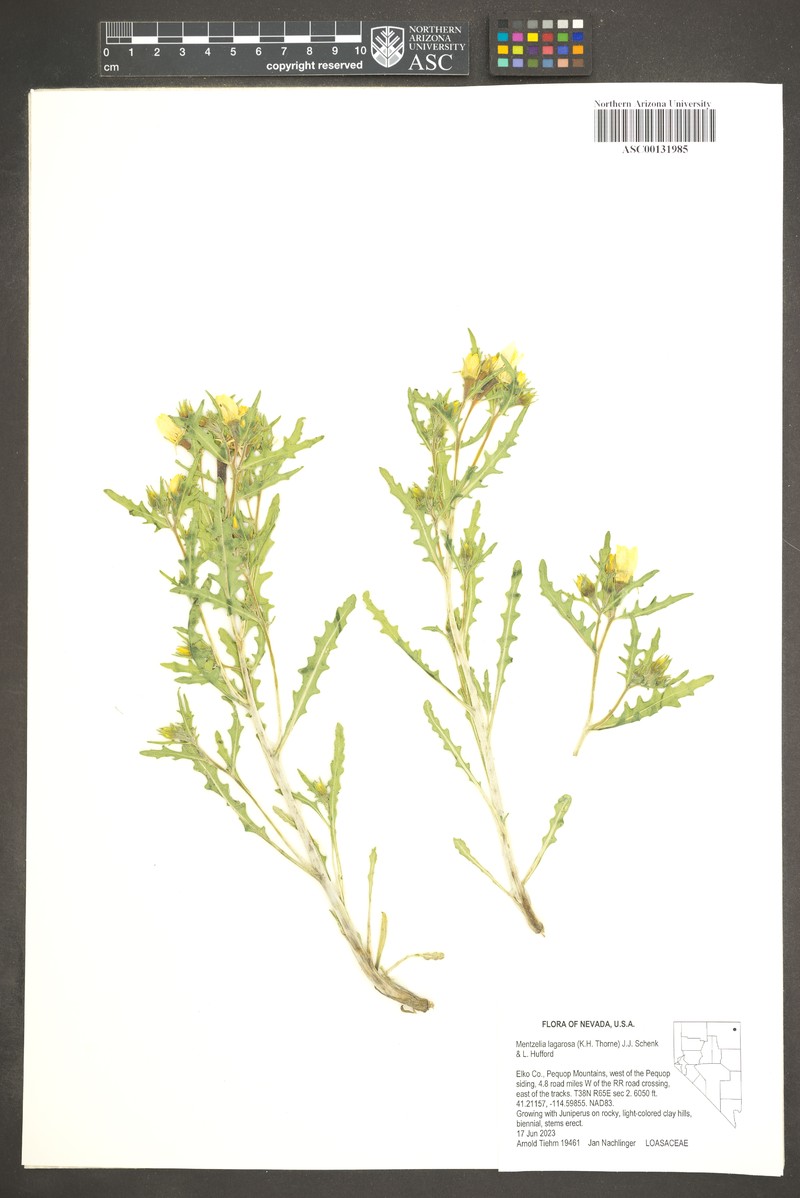 Mentzelia lagarosa photo 5
