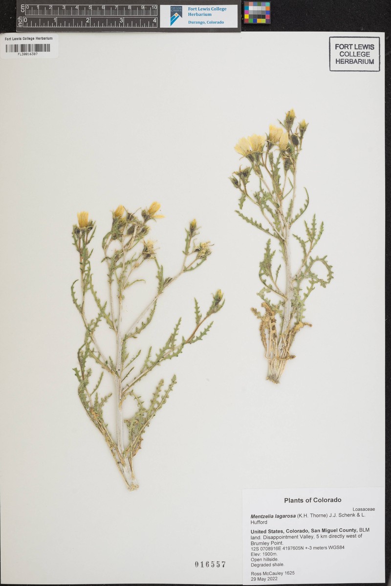Mentzelia lagarosa photo 6