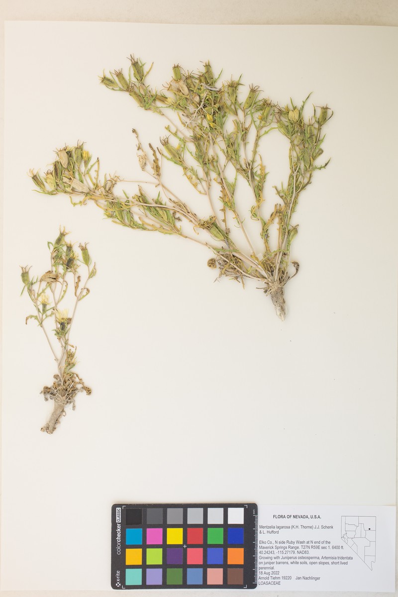 Mentzelia lagarosa photo 7
