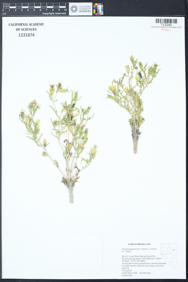 Mentzelia lagarosa photo 8