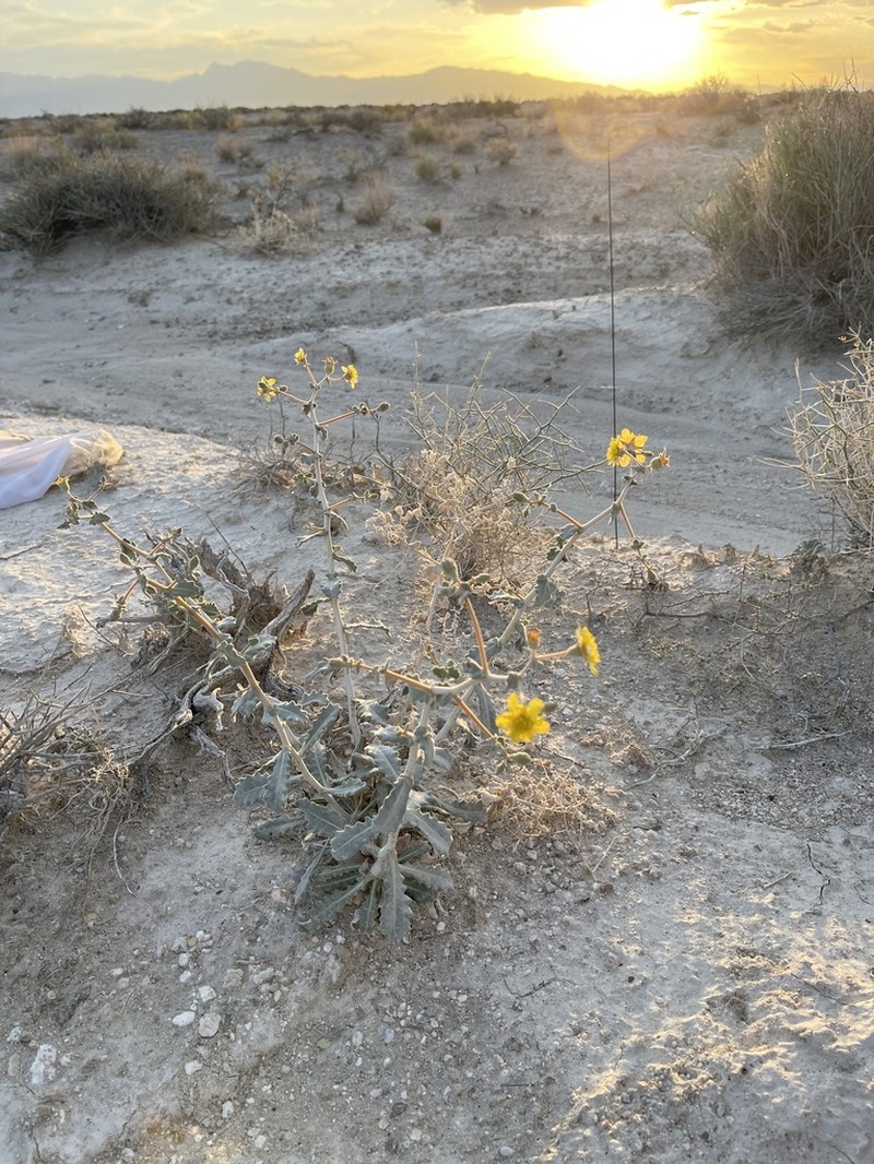 Ash Meadows Blazingstar photo 2
