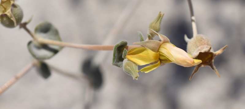 Ash Meadows Blazingstar photo 3