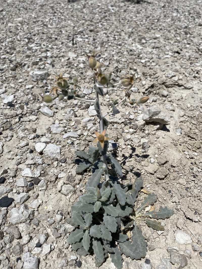 Ash Meadows Blazingstar photo 4