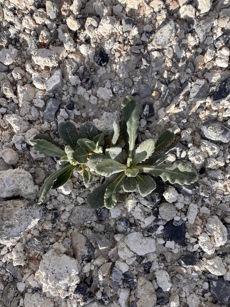 Ash Meadows Blazingstar photo 5
