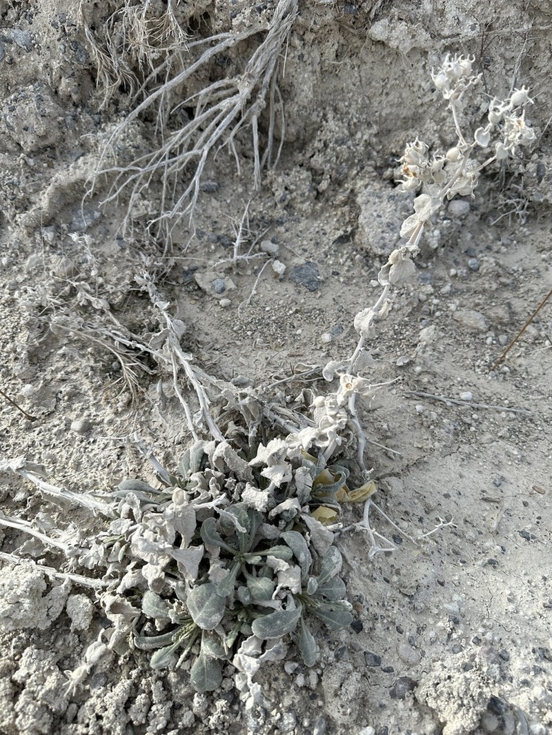 Ash Meadows Blazingstar photo 6