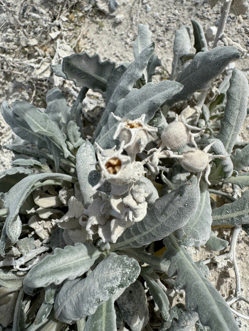 Ash Meadows Blazingstar photo 7