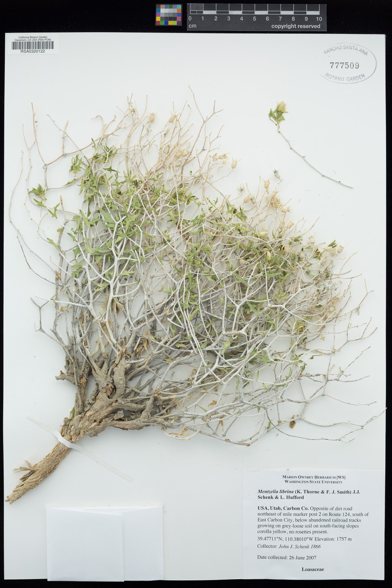 Mentzelia librina