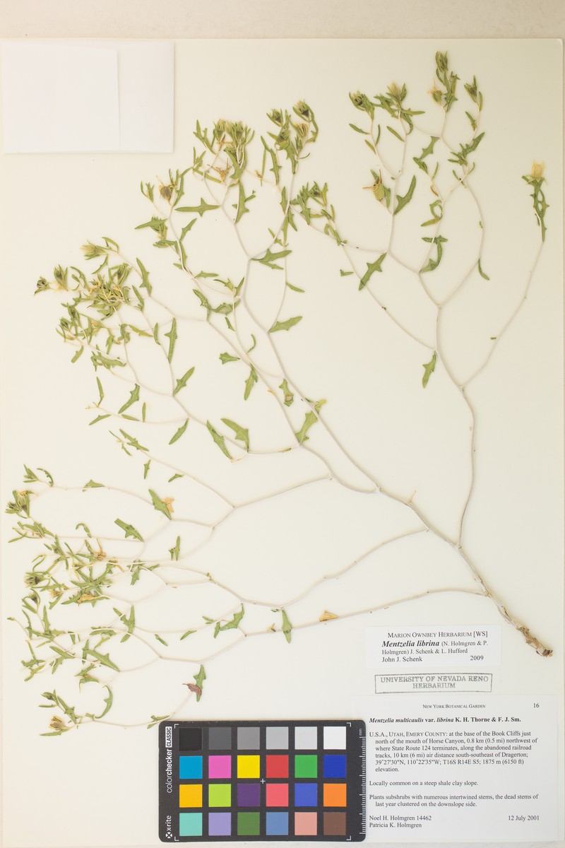 Mentzelia librina photo 3