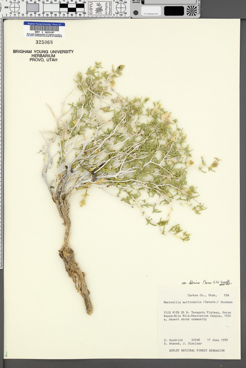 Mentzelia librina photo 4