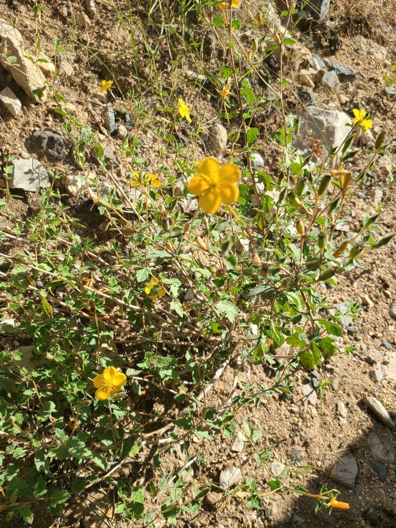 Lindheimer's Blazingstar