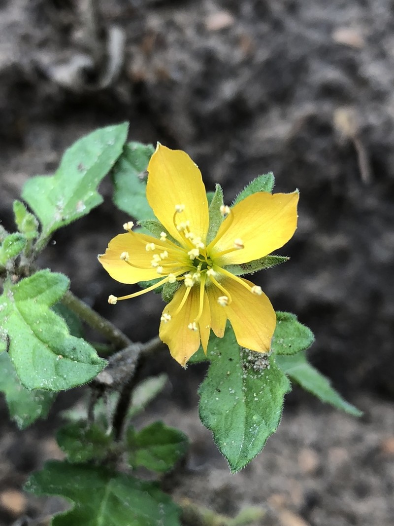 Lindheimer's Blazingstar photo 2