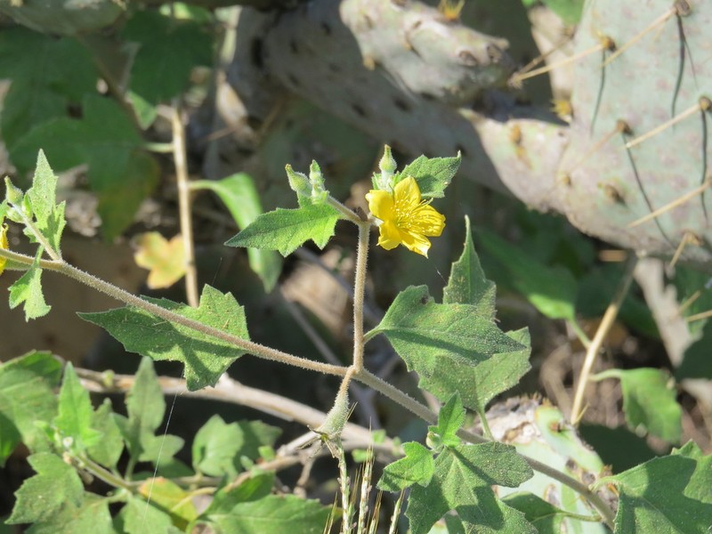 Lindheimer's Blazingstar photo 3