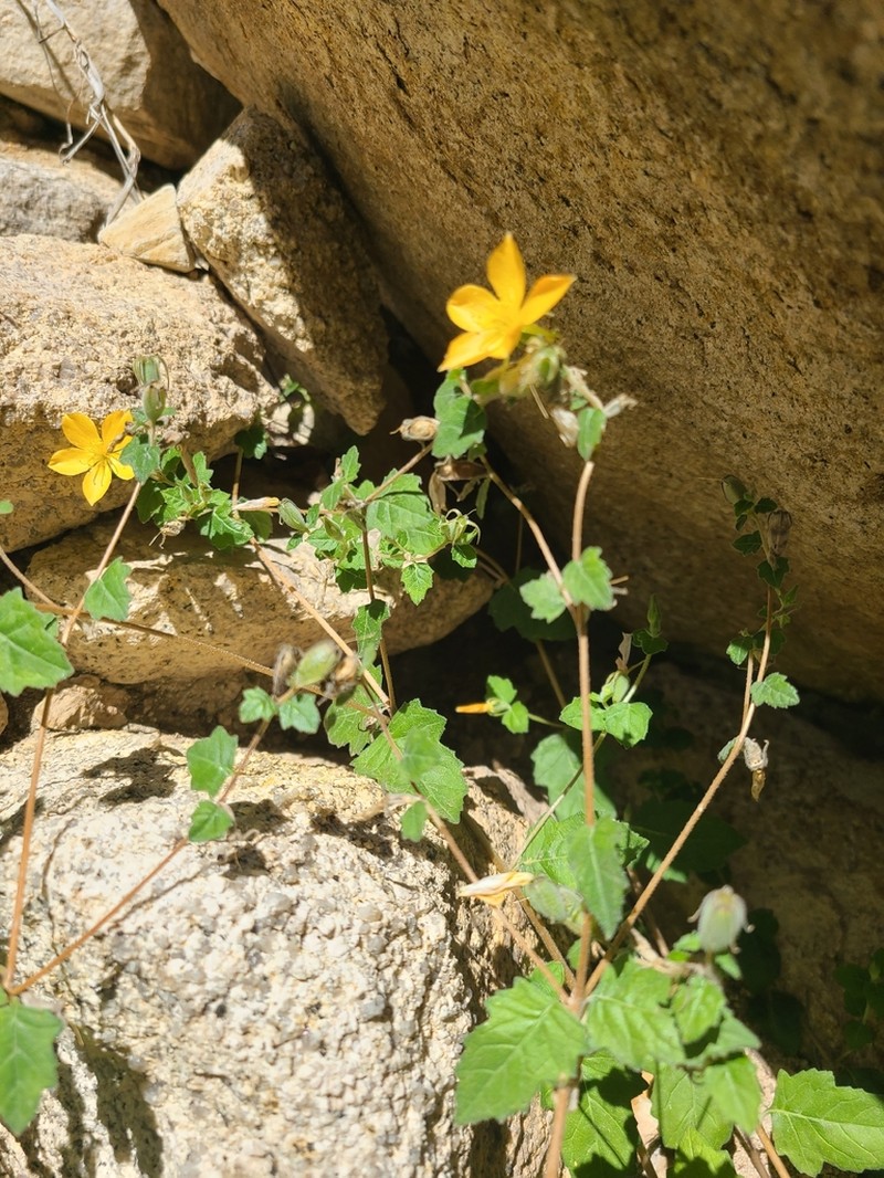 Lindheimer's Blazingstar photo 4