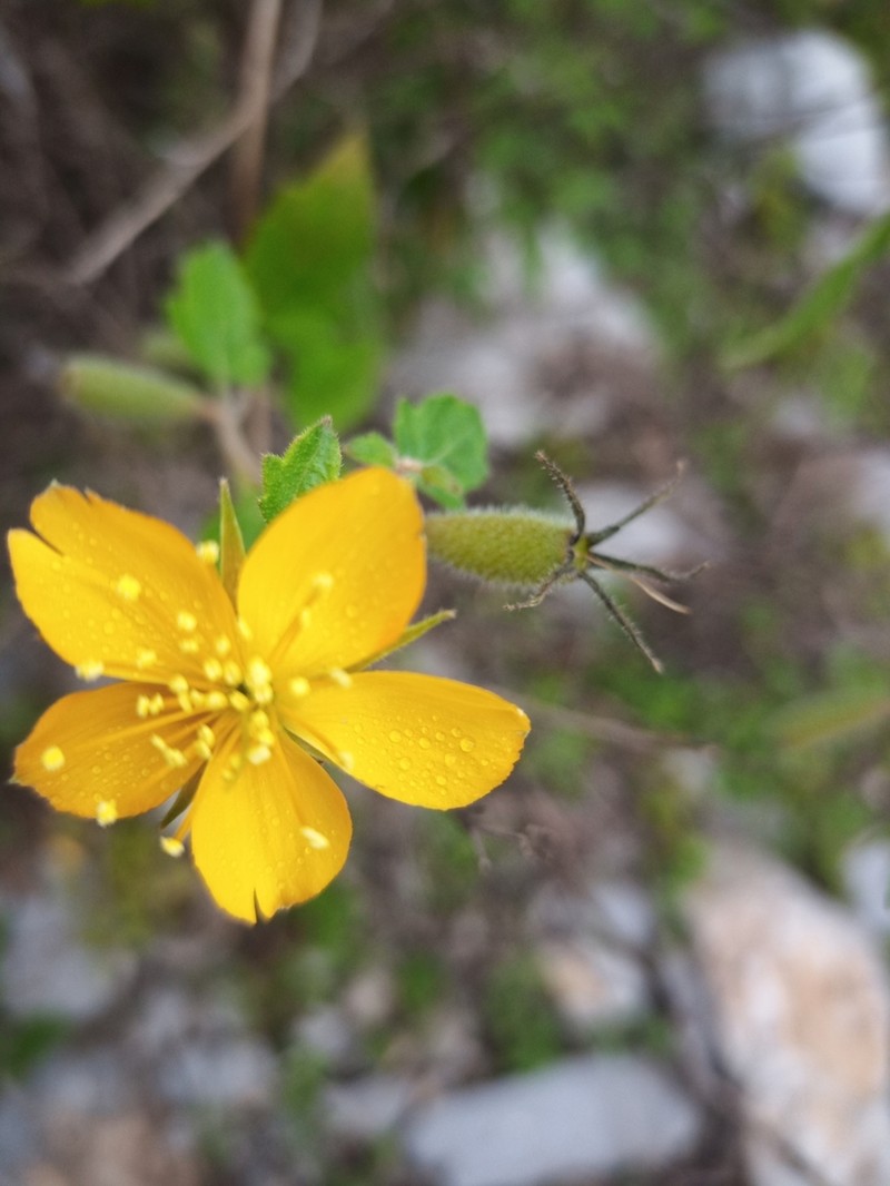 Lindheimer's Blazingstar photo 5