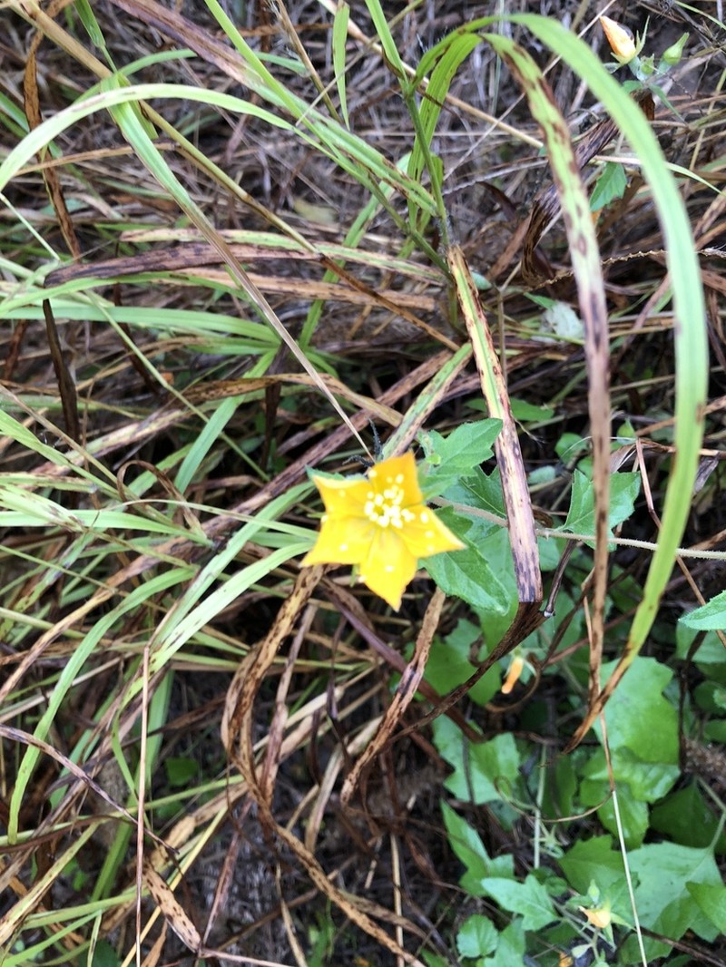 Lindheimer's Blazingstar photo 6