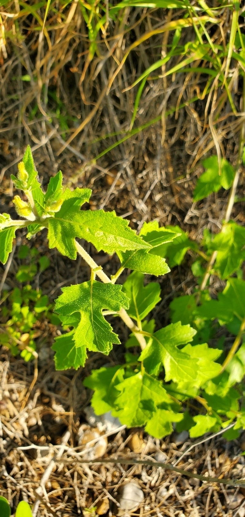 Lindheimer's Blazingstar photo 7