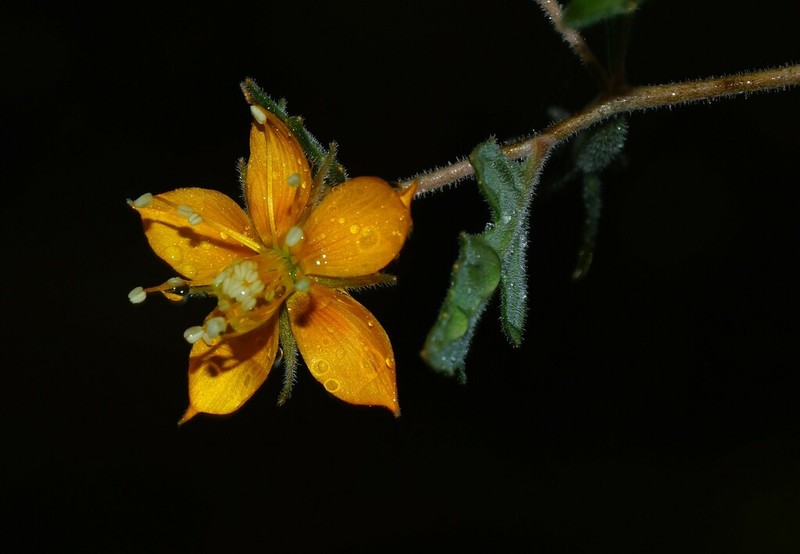 Lindheimer's Blazingstar photo 8