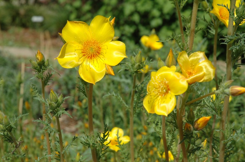 Lindley's Blazingstar photo 6
