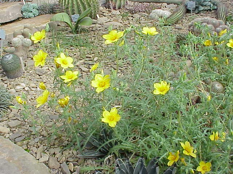 Lindley's Blazingstar photo 2
