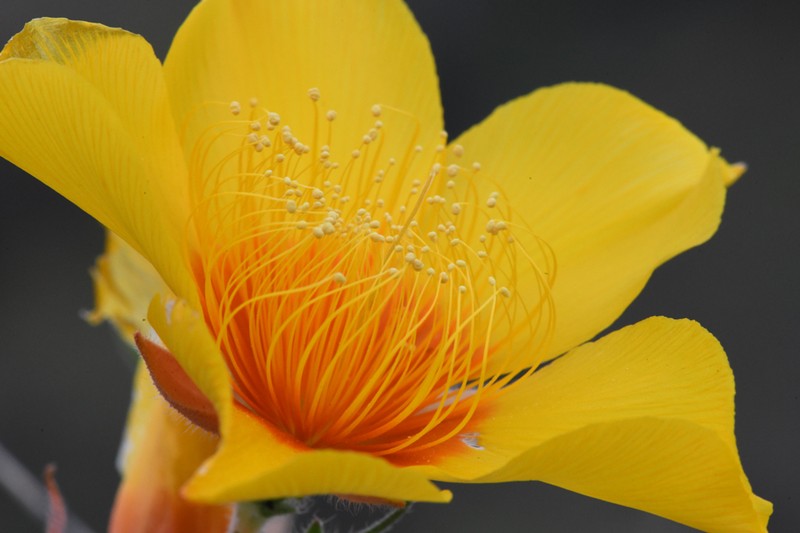 Lindley's Blazingstar photo 4