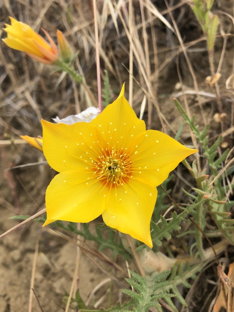Lindley's Blazingstar photo 5