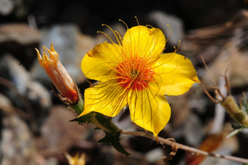 Lindley's Blazingstar photo 6