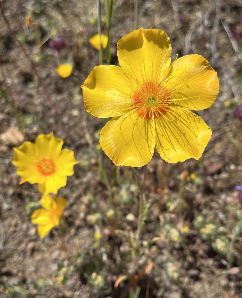 Lindley's Blazingstar photo 7