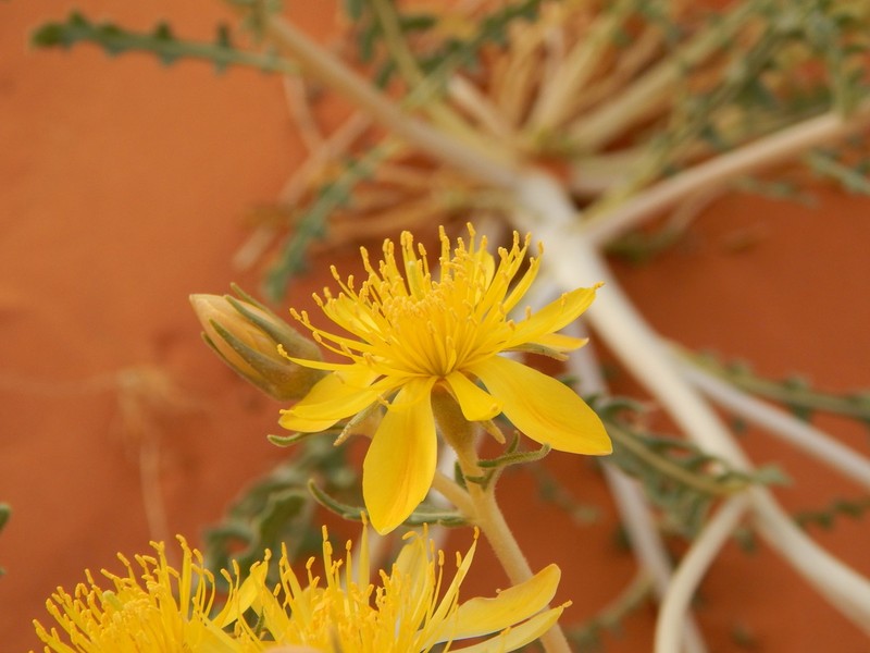 Mentzelia longiloba