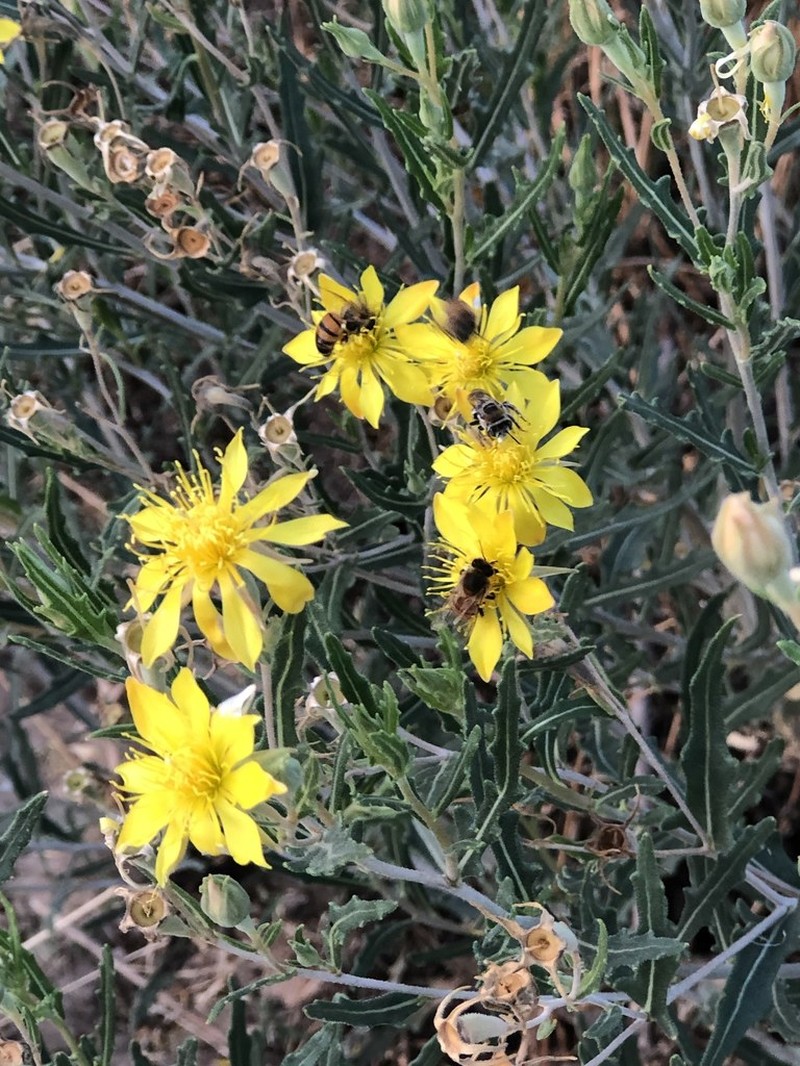 Mentzelia longiloba photo 2