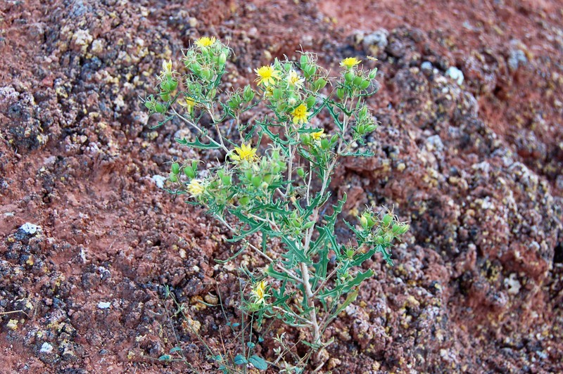 Mentzelia longiloba photo 3