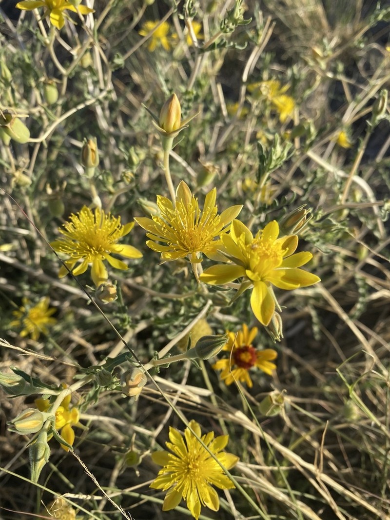 Mentzelia longiloba photo 4