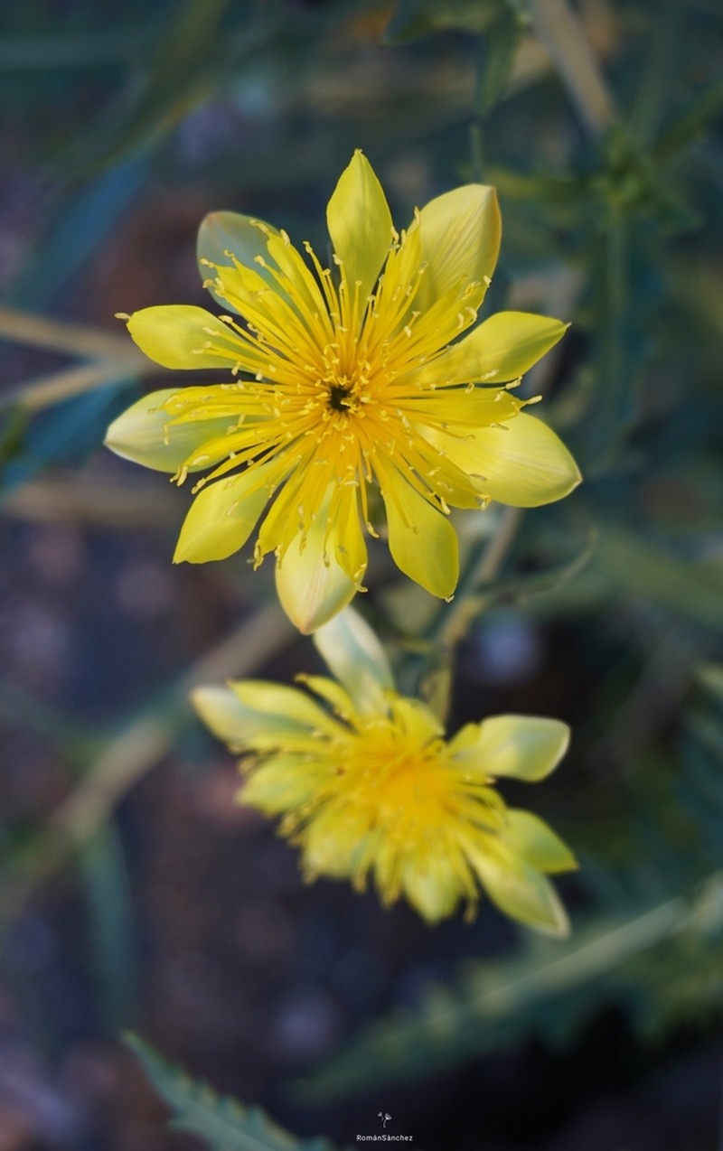 Mentzelia longiloba photo 5