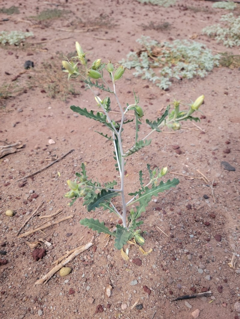 Mentzelia longiloba photo 6