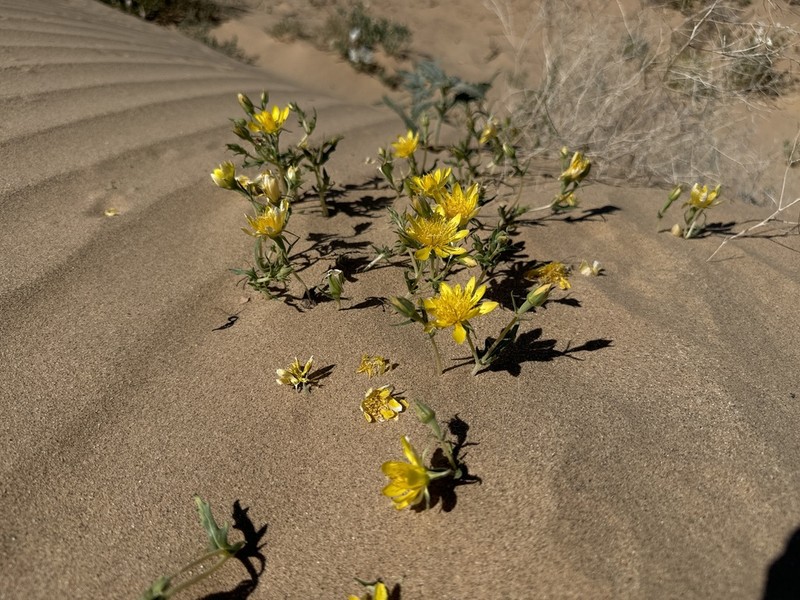Mentzelia longiloba photo 7