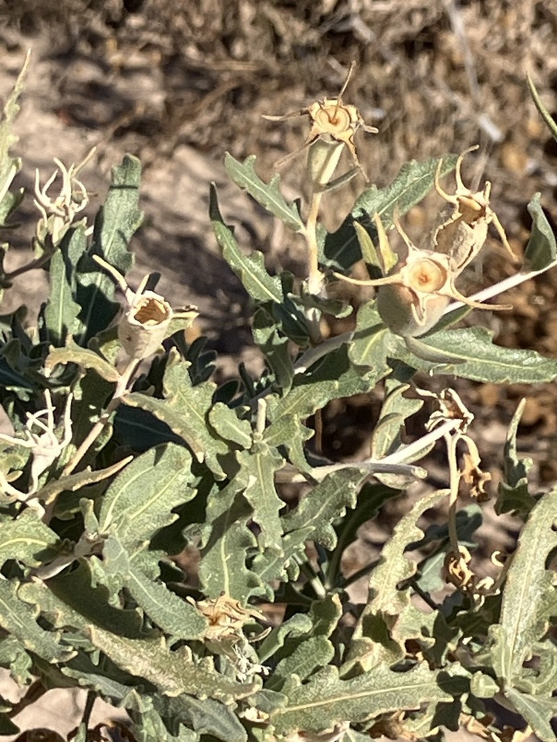 Mentzelia longiloba photo 8