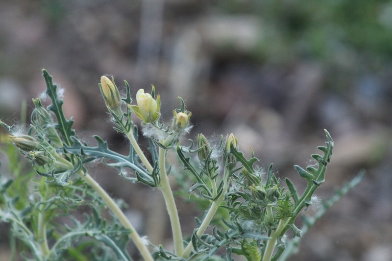 Mentzelia longiloba var. chihuahuaensis