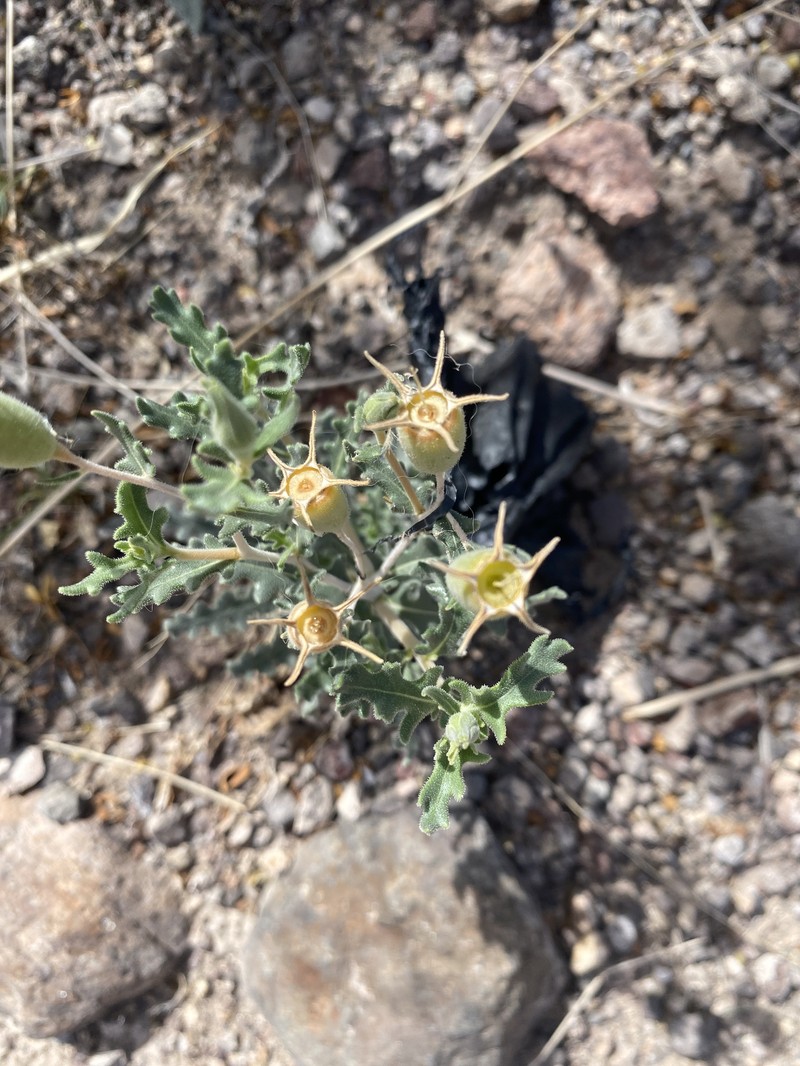 Mentzelia longiloba var. chihuahuaensis photo 2