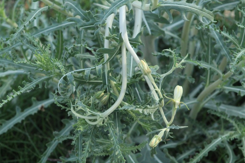 Mentzelia longiloba var. chihuahuaensis photo 3